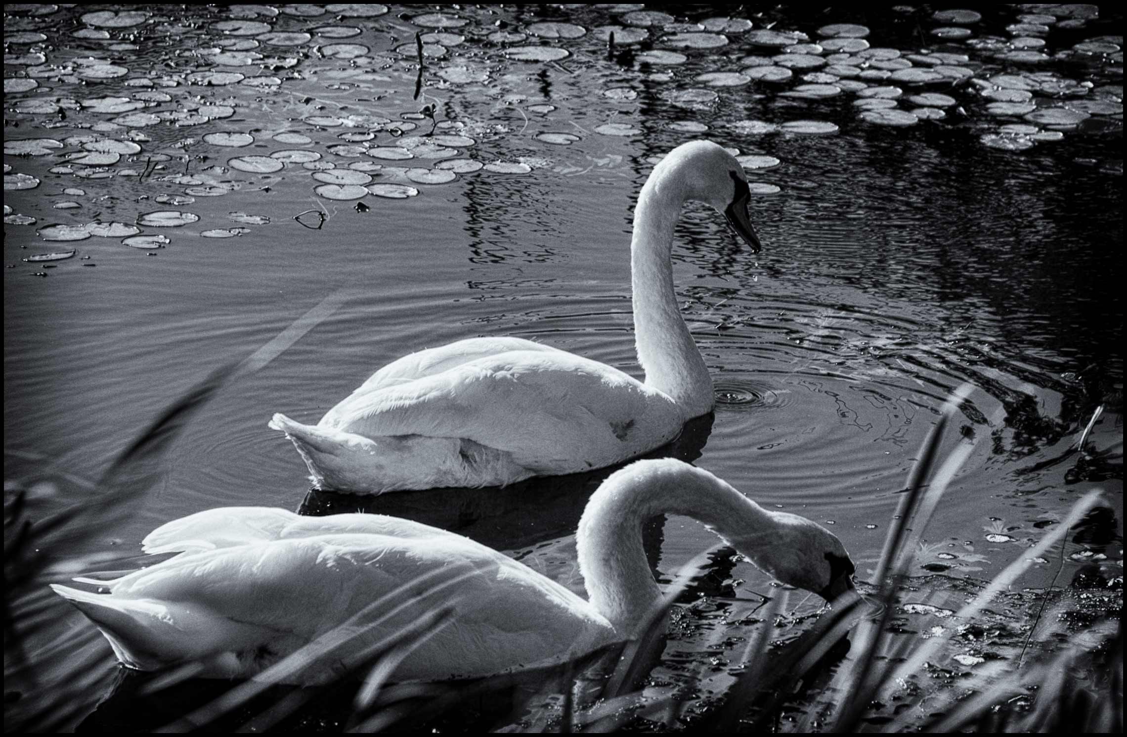 Swans on the Avon
